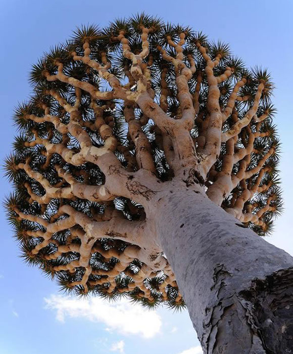 fractal5